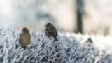 20-21 февраля – праздники, именины, приметы