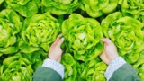 Опасность ранних овощей: как не отравиться нитратами